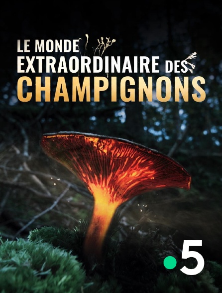 France 5 - Le monde extraordinaire des champignons