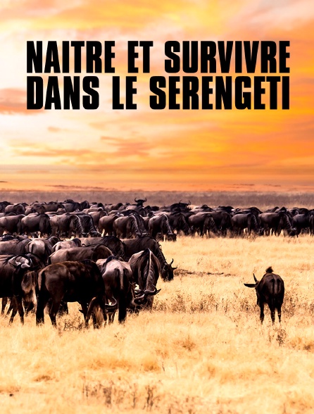 Naître et survivre dans le Serengeti