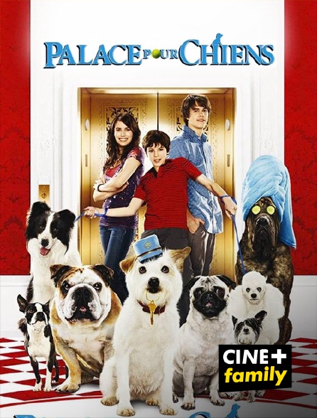 CINE+ Family - Palace pour chiens