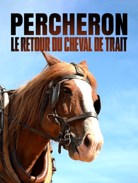 Percheron, le retour du cheval de trait