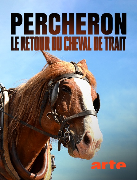 Arte - Percheron, le retour du cheval de trait
