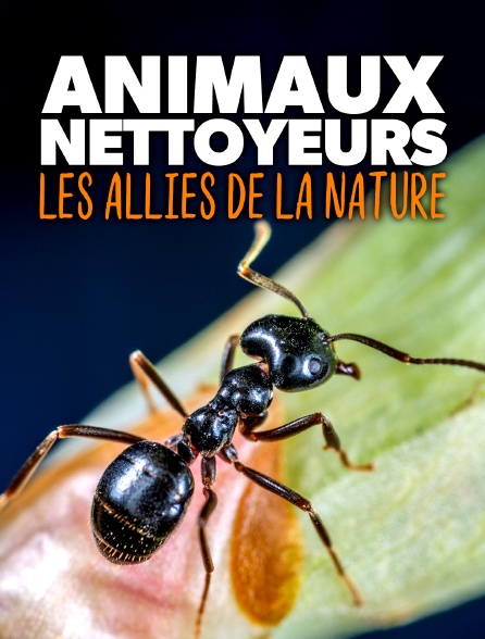 Animaux nettoyeurs, les alliés de la nature