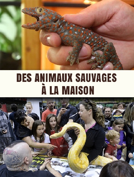 Des animaux sauvages à la maison