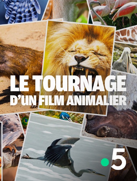 France 5 - Le tournage d'un film animalier