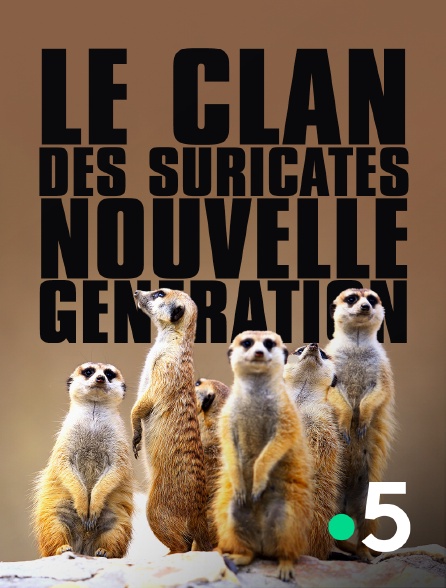 France 5 - Le clan des suricates, nouvelle génération