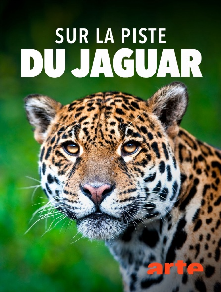 Arte - Sur la piste du jaguar au Guyana