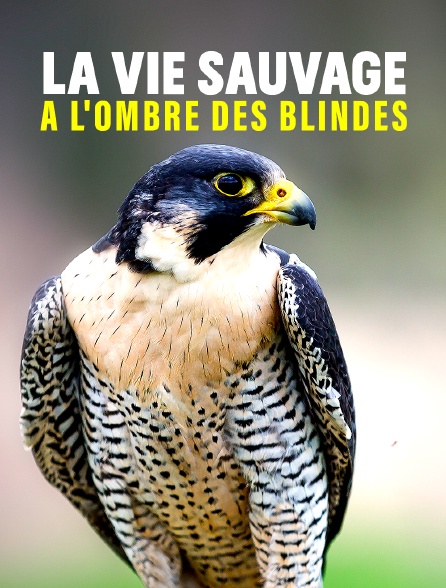 La vie sauvage à l'ombre des blindés