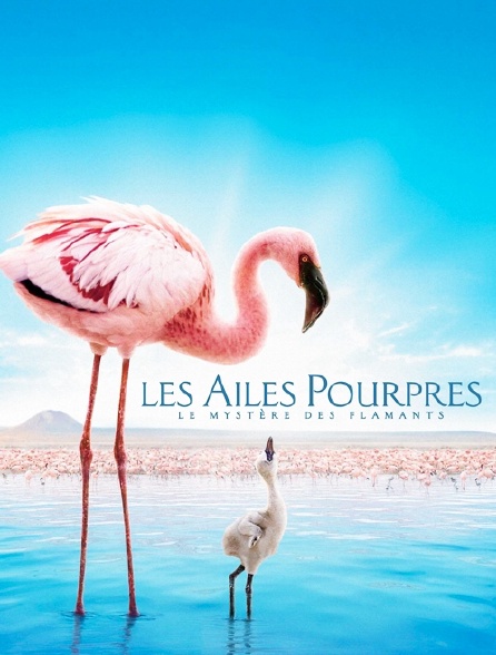 Les ailes pourpres : le mystère des flamants