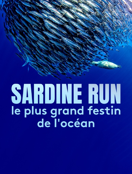 Sardine Run, le plus grand festin de l'océan
