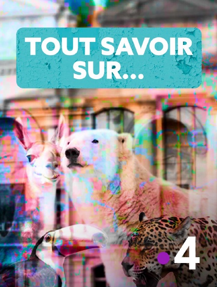 France 4 - Tout savoir sur...