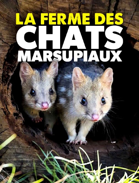 La ferme des chats marsupiaux : un refuge en Tasmanie