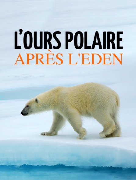 L'ours polaire après l'eden