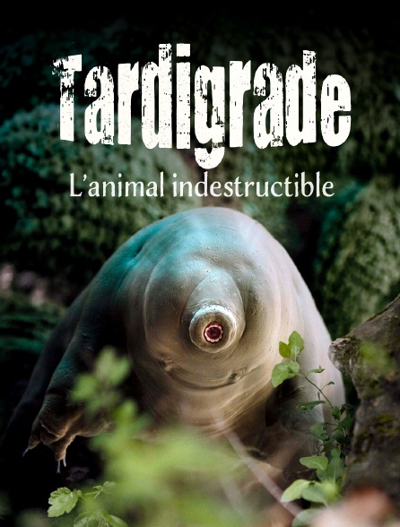 Tardigrade, l'animal indestructible