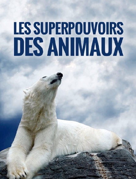 Les superpouvoirs des animaux