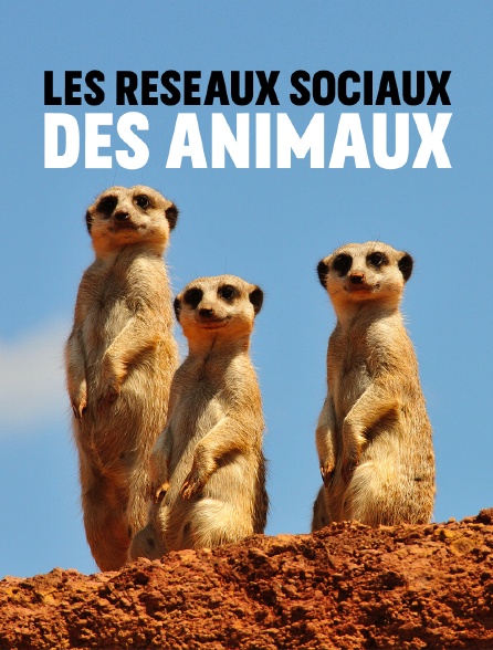 Les réseaux sociaux des animaux