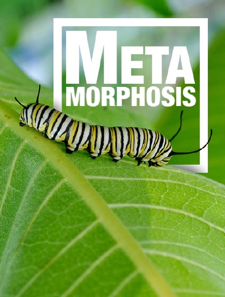 Metamorphosis