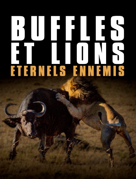 Buffles et lions, éternels ennemis