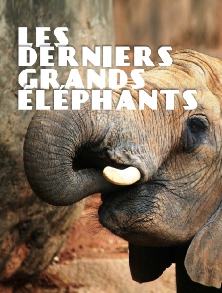 Les derniers grands éléphants