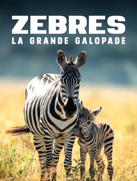 Zèbres, la grande galopade