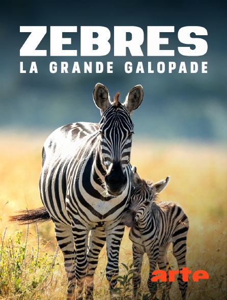 Arte - Zèbres, la grande galopade