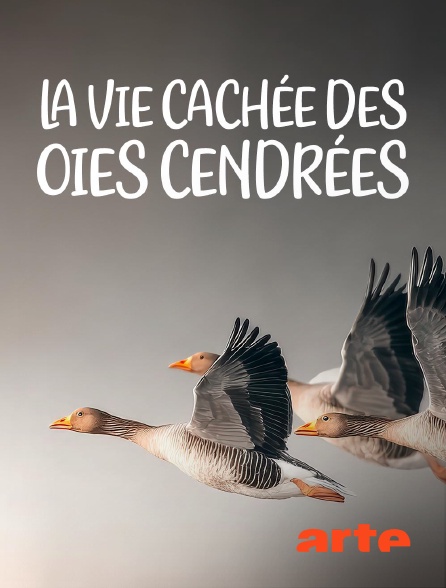 Arte - La vie cachée des oies cendrées