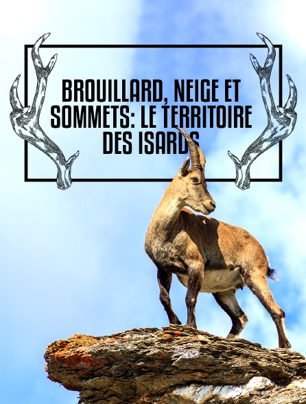 Brouillard, neige et sommets : Le territoire des isards