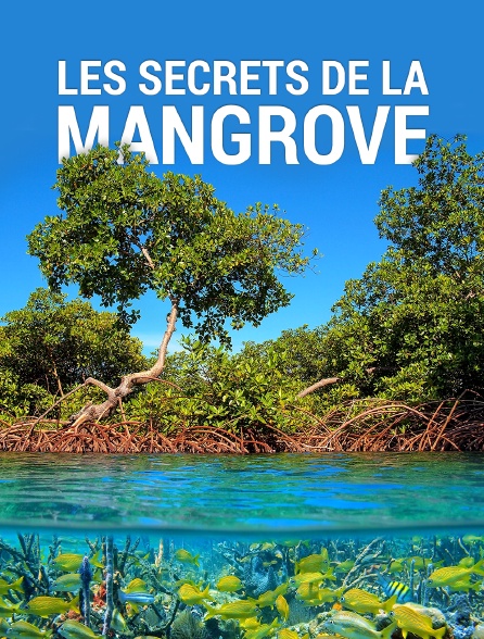 Les secrets de la mangrove