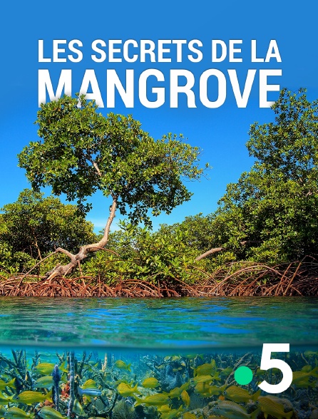 France 5 - Les secrets de la mangrove