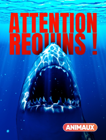 Animaux - Attention requins !