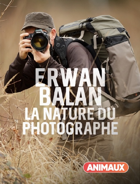 Animaux - Erwan Balança, la nature du photographe