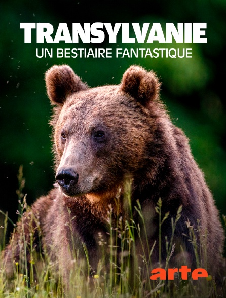Arte - Transylvanie, un bestiaire fantastique