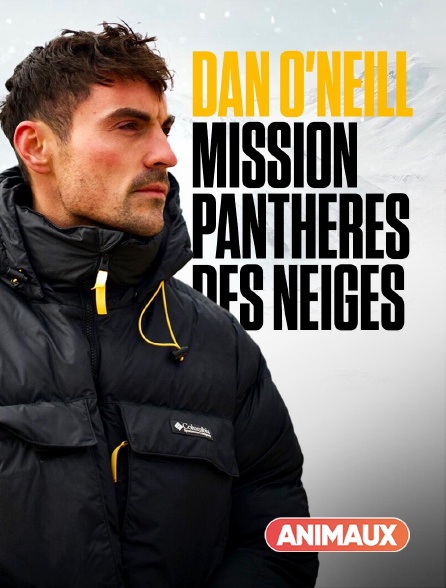 Animaux - Dan O'Neill : mission panthères des neiges