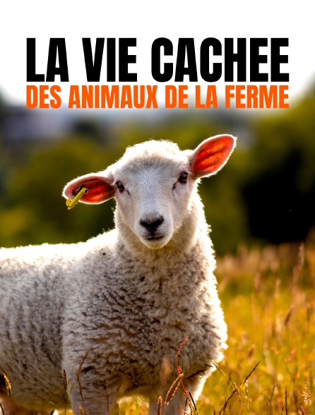 La vie cachée des animaux de la ferme