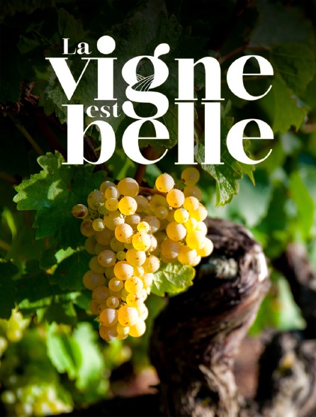 La vigne est belle