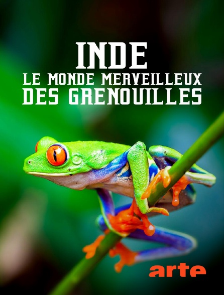Arte - Inde : Le monde merveilleux des grenouilles