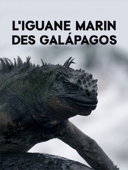 L'iguane marin des Galápagos