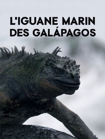 L'iguane marin des Galápagos : Une mystérieuse disparition
