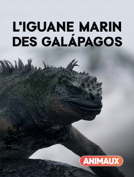 Animaux - L'iguane marin des Galápagos