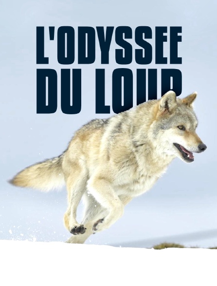 L'odyssée du loup