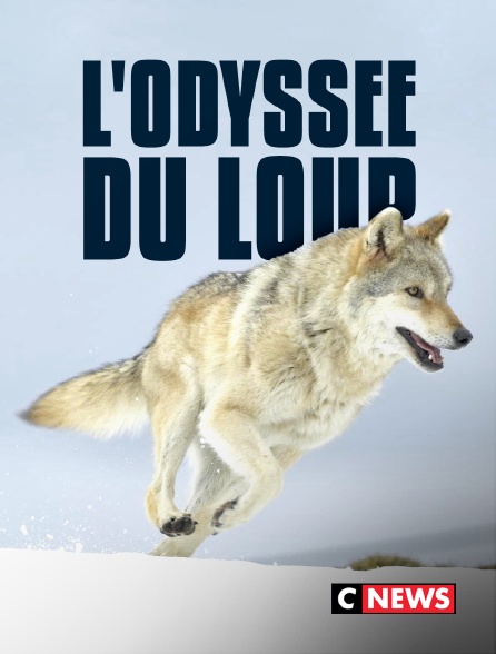 CNEWS - L'odyssée du loup