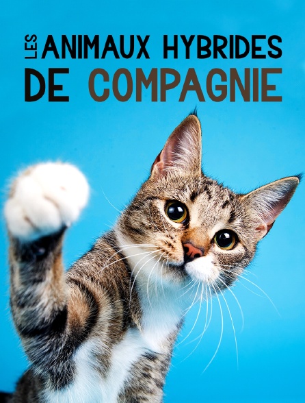 Les animaux hybrides de compagnie