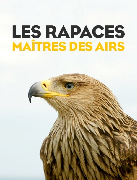 Les rapaces, maîtres des airs