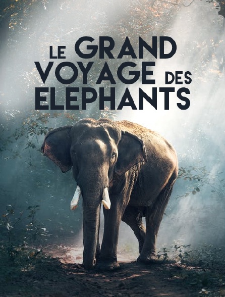 La marche des éléphants
