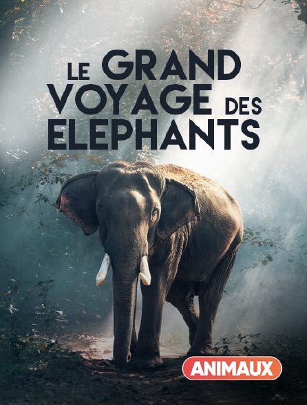 Animaux - La marche des éléphants - 19/09/2024 à 13h45