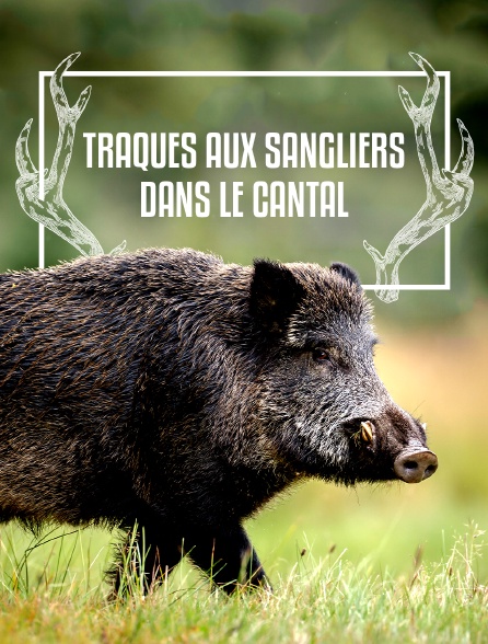 Traques aux sangliers dans le Cantal