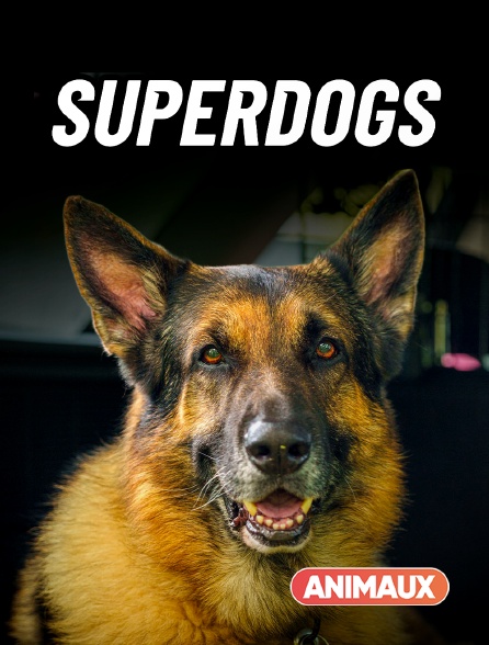 Animaux - Super Dogs