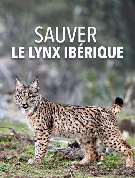 Sauver le lynx ibérique