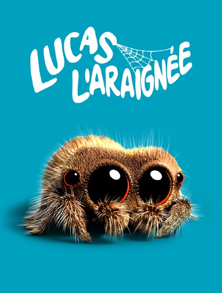 Lucas l'araignée