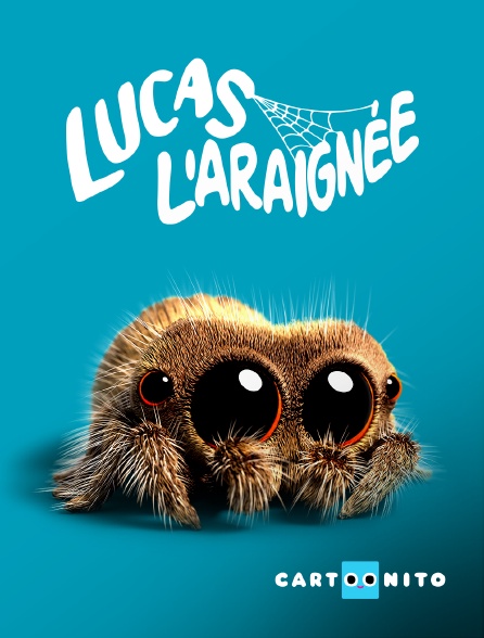 Cartoonito - Lucas l'araignée