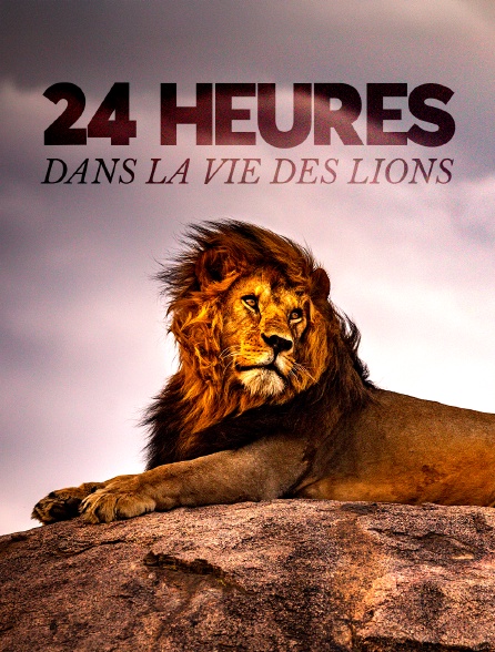 24 heures dans la vie des lions